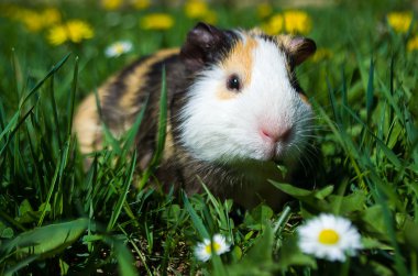Komik eskiden şiling şimdi domuz yürüyüşe çıktım