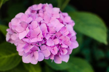 Yaz buketi için sevimli ve güzel ortanca çiçekleri