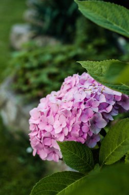 Yaz buketi için sevimli ve güzel ortanca çiçekleri