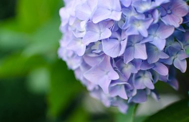 Yaz buketi için sevimli ve güzel ortanca çiçekleri