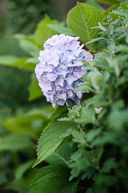 Yaz buketi için sevimli ve güzel ortanca çiçekleri