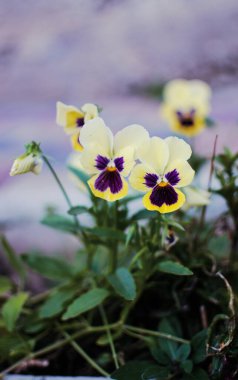 Güzel güneşli bir yaz günü, bir buket çiçek için tarlada taze kır çiçekleri açar.