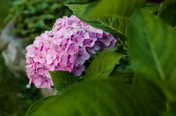 Χαριτωμένα Και Όμορφα Λουλούδια Ορτανσία Για Καλοκαίρι Μπουκέτο — Φωτογραφία Αρχείου