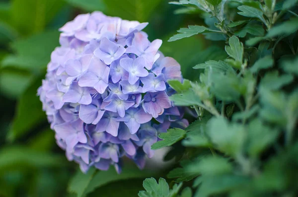 Симпатичные Милые Цветы Гиагрии Летнего Букета — стоковое фото