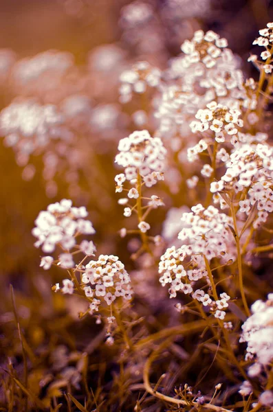 Свіжі Дикорослі Квіти Цвітуть Полі Красивий Сонячний Літній День Букета — стокове фото