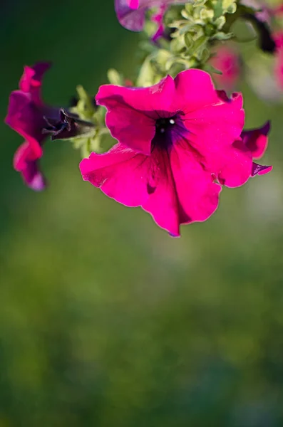 Hermosas Flores Petunia Para Decoración Del Jardín Gazebos Aire Libre — Foto de Stock