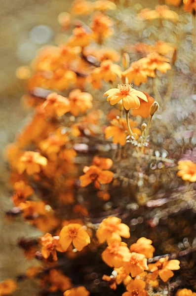 Красиві Чорнобривці Цвітуть Відкритому Повітрі Влітку — стокове фото