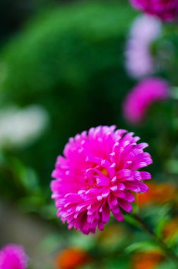 Tazılar, çiçek yataklarını süslemek ve yazın buketler yaratmak için çok güzel renkli çiçeklerdir.