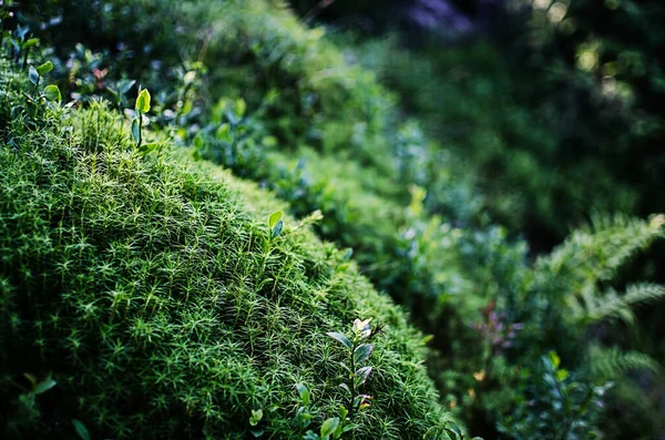 Molto Vicino Muschio Che Cresce All Aperto Possibile Dipingere Sfondo — Foto Stock