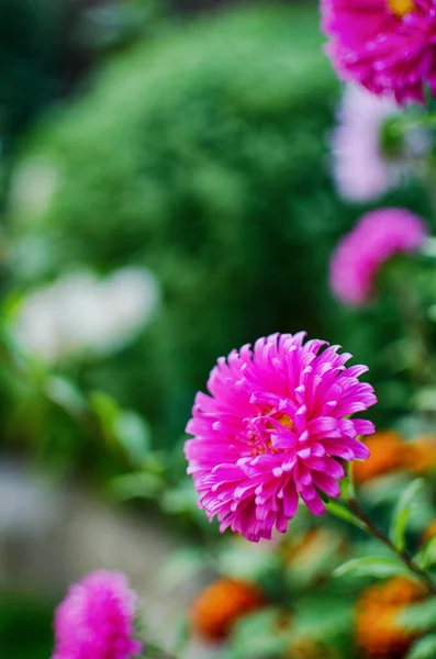 Astery Piękne Wielobarwne Kwiaty Dekoracji Klombów Tworzenia Bukietów Lecie — Zdjęcie stockowe