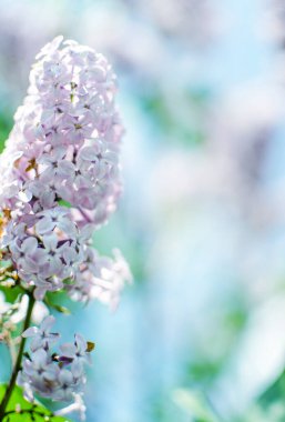 Açık havada açan leylak dalları güzel bir buket çiçek için mayıs ayında açar.