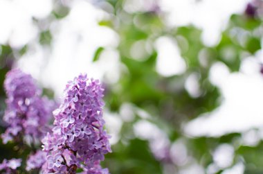 Açık havada açan leylak dalları güzel bir buket çiçek için mayıs ayında açar.