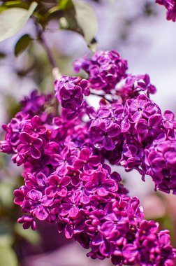 Açık havada açan leylak dalları güzel bir buket çiçek için mayıs ayında açar.