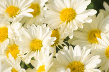 Sonbahar kasımpatı çiçekleri taze havada yetişir.