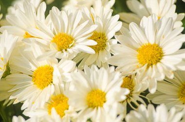 Sonbahar kasımpatı çiçekleri taze havada yetişir.