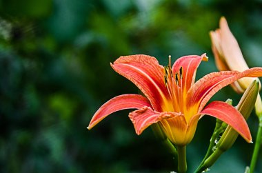 Bir hediye ya da vazoda depolamak için güzel kokulu bir çiçek buketi.