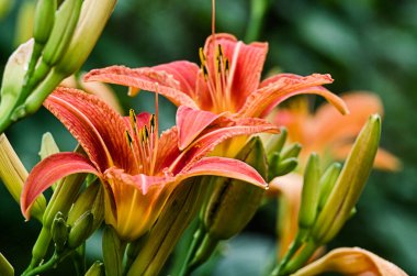 Bir hediye ya da vazoda depolamak için güzel kokulu bir çiçek buketi.