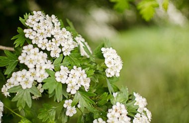 Arka plan ve güzel aşılama için ılık bahar havasında güzel narin kiraz çiçekleri.