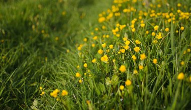 Güzel güneşli bir yaz günü, bir buket çiçek için tarlada taze kır çiçekleri açar.