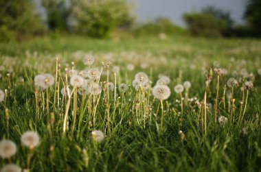 Baharda açık havada narin ve hafif karahindiba çiçekleri.