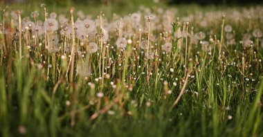 Baharda açık havada narin ve hafif karahindiba çiçekleri.