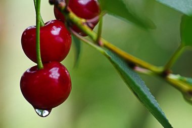 Kirazlar, kırmızı ve olgun kirazlar sağlıklı beslenmek için vitaminle ve yazın meyve suyu yapmak için.