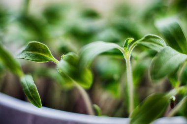 Güneşli bir bahar gününde topraktan küçük yeşil filizler çıktı.