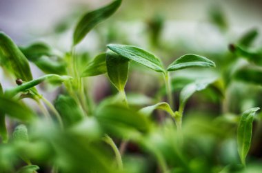 Güneşli bir bahar gününde topraktan küçük yeşil filizler çıktı.