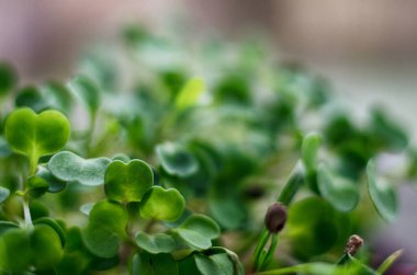 Güneşli bir bahar gününde topraktan küçük yeşil filizler çıktı.