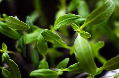 Güneşli bir bahar gününde topraktan küçük yeşil filizler çıktı.