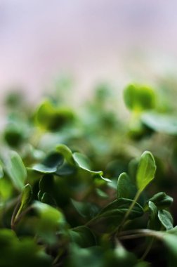 Güneşli bir bahar gününde topraktan küçük yeşil filizler çıktı.