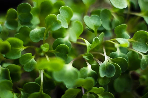 Güneşli bir bahar gününde topraktan küçük yeşil filizler çıktı.