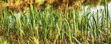 Yaz arkaplanı için taze sulu yeşil çimenler