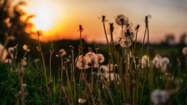 Baharda açık havada narin ve hafif karahindiba çiçekleri.