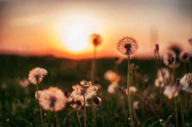 Baharda açık havada narin ve hafif karahindiba çiçekleri.