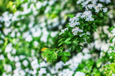 Yaban dikenli çalılar baharda bol beyaz çiçeklerle çiçek açar ve çay veya tıbbi özellikler için küçük kırmızı meyveler verir..