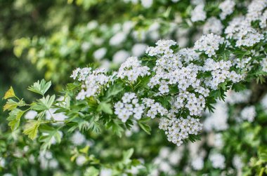 Yaban dikenli çalılar baharda bol beyaz çiçeklerle çiçek açar ve çay veya tıbbi özellikler için küçük kırmızı meyveler verir..
