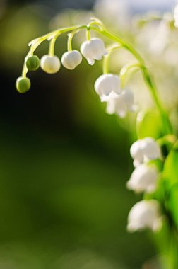 İlkbahar çiçekleri ormanda yetişir. Çiçekler ve süslemeler için güzel bir koku vardır.