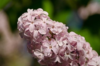 Açık havada açan leylak dalları güzel bir buket çiçek için mayıs ayında açar.
