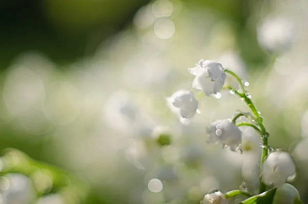 Maiglöckchen Blume Wächst Wald Mit Einem Schönen Duft Für Sträuße Stockbild