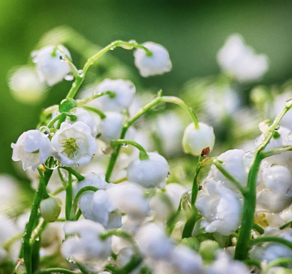 Giglio Primaverile Della Valle Fiore Cresce Nel Bosco Con Bel Foto Stock