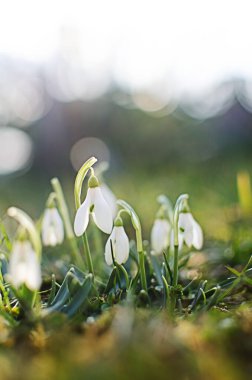Küçük ilkbahar çiçekleri 8 Mart tatili için baharda açık havada çiçek açar.