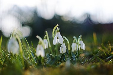 Küçük ilkbahar çiçekleri 8 Mart tatili için baharda açık havada çiçek açar.
