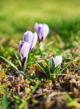 Açık havada küçük ilkbahar çiçekleri, güneşli bir günde timsahlar açar.