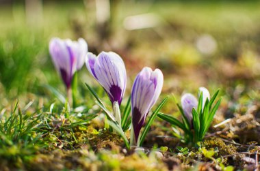 Açık havada küçük ilkbahar çiçekleri, güneşli bir günde timsahlar açar.