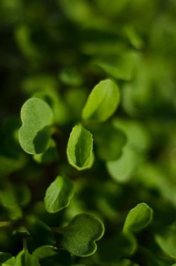 Güneşli bir bahar gününde topraktan küçük yeşil filizler çıktı.