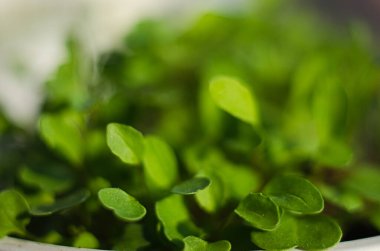 Güneşli bir bahar gününde topraktan küçük yeşil filizler çıktı.