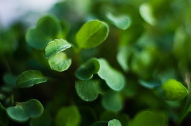 Güneşli bir bahar gününde topraktan küçük yeşil filizler çıktı.