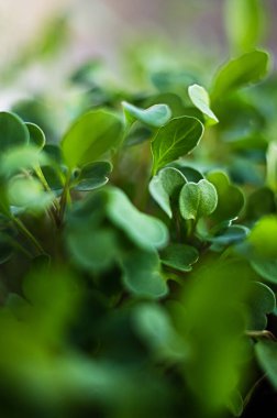 Güneşli bir bahar gününde topraktan küçük yeşil filizler çıktı.