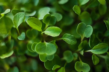 Güneşli bir bahar gününde topraktan küçük yeşil filizler çıktı.